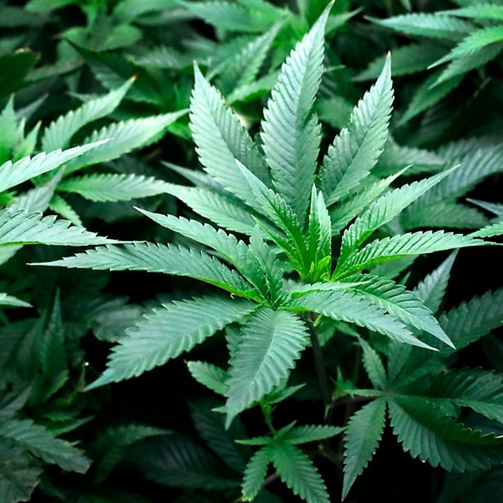 <p>A proposal that would legalize medical marijuana for conditions like cancer, HIV/AIDS and severe PTSD in North Carolina will be back up for debate in 2022.</p>